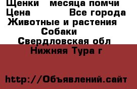 Щенки 4 месяца-помчи › Цена ­ 5 000 - Все города Животные и растения » Собаки   . Свердловская обл.,Нижняя Тура г.